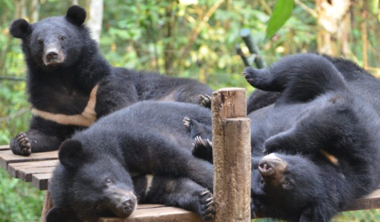moon-bear-sanctuary